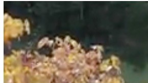 Susie Jimenez HIpLatina