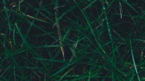 Photo: Unsplash/@anniespratt