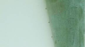 Photo: Unsplash/@foodism360