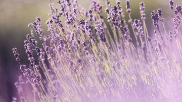 lavanda lavender