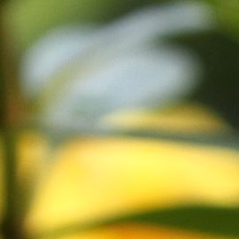golden trumpet flower