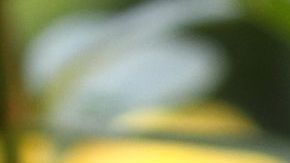 golden trumpet flower