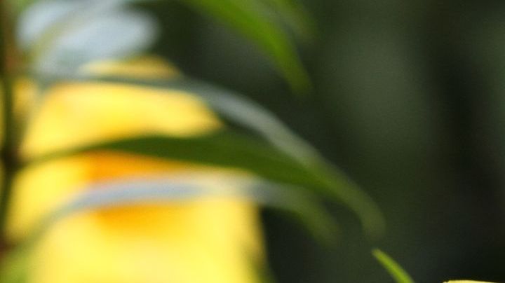 golden trumpet flower