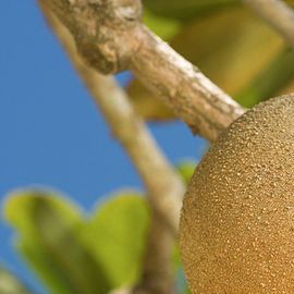 Photo: Wikimedia Commons/Agricultural Research Service