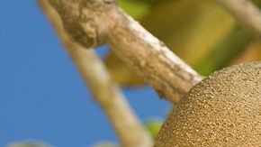 Photo: Wikimedia Commons/Agricultural Research Service