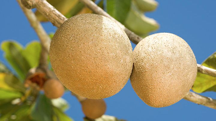 Photo: Wikimedia Commons/Agricultural Research Service