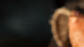 La importancia del cultivo de ñame en su jardín HipLatina