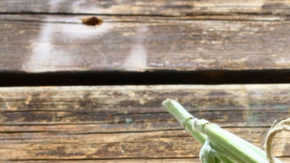 tijeras para el jardin HipLatina