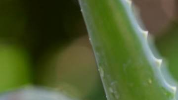 Photo: Unsplash/@pisauikan