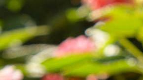 Photo: Unsplash/@saralea