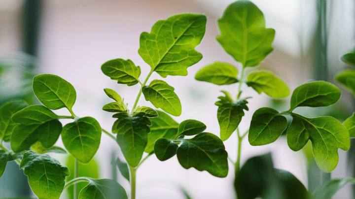 Photo: Unsplash/@gallarotti