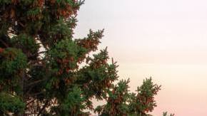 Photo: Unsplash/@lucamicheli