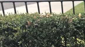 Photo: Twitter/@_brendasierra