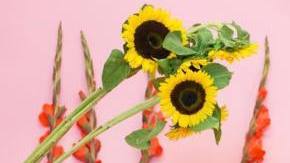 Photo: Instagram/zulydelarose