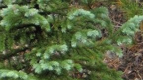 Susie scouting for wild strawberries HipLatina