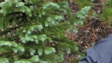 Susie scouting for wild strawberries HipLatina