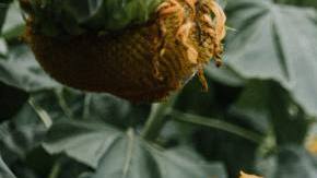 Photo: Unsplash/@priscilladupreez