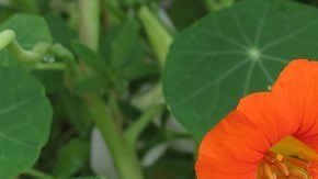 La capuchina es una planta esencial y muy práctica