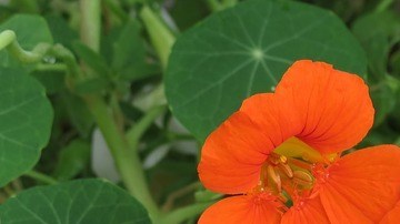 La capuchina es una planta esencial y muy práctica