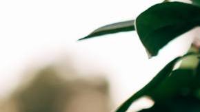 Photo: Unsplash/@chollz