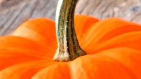 Mini Pumpkin Dessert Bites HipLatina