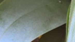 Photo: Courtesy of Common Sense Media