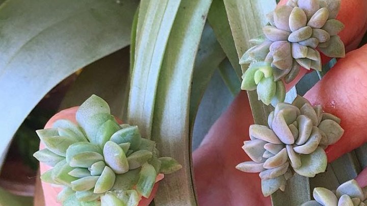 Photo: Courtesy of Common Sense Media