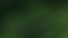 Photo: Unsplash/@jeztimms