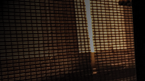 HL Cat Hiplatina Lola