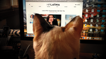 HL Cat Hiplatina Lola