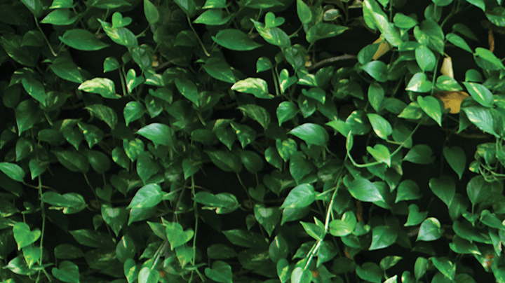 Lola Empowered Girls