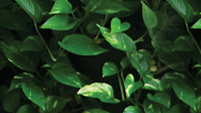 Lola Empowered Girls