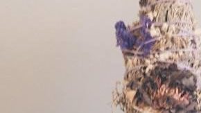 Photo: Instagram/tatiannatarot