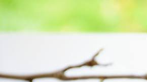 Photo: Unsplash/@bobajaglicic