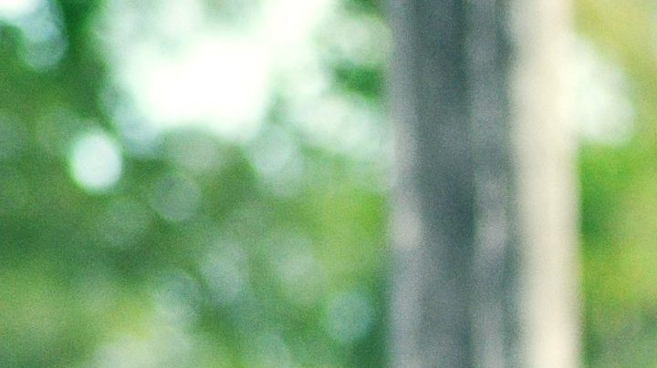 Photo: Unsplash/@thiiagocerqueira