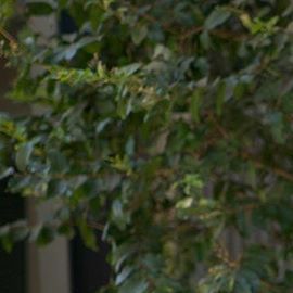 Photo: Instagram/massy.arias