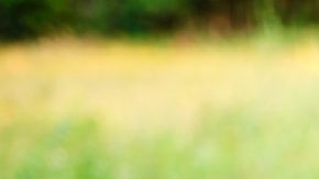 Is it OK for my kid to join an online playground like Animal Jam? HipLatina