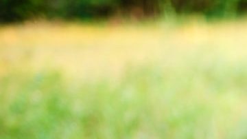 Is it OK for my kid to join an online playground like Animal Jam? HipLatina