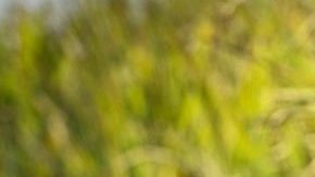 Photo: Instagram/isabelamerced