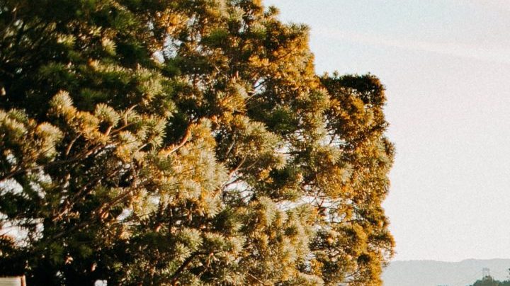 Photo: Unsplash/@bradencollum