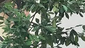 Photo: Instagram/oscardelahoya