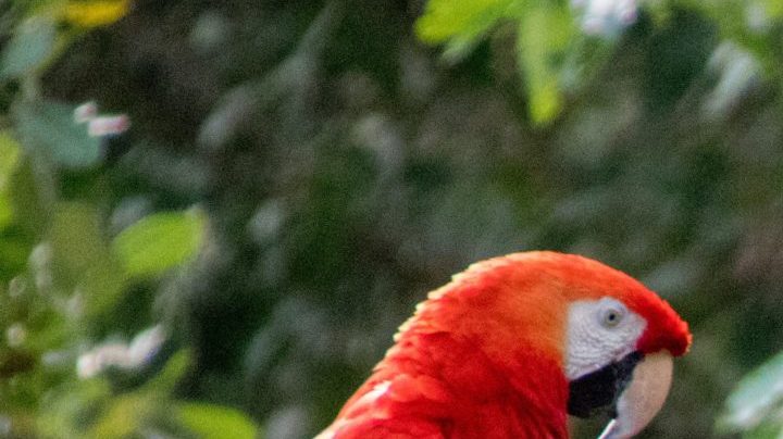 Photo: Unsplash/@giovannipoveda51