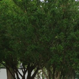 Embracing Peruvian Indigenous identity HipLatina