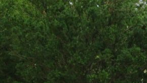 Embracing Peruvian Indigenous identity HipLatina