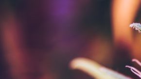 Cannabis use family holidays HipLatina