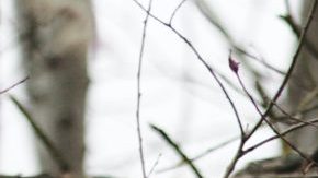 military-teargas-border