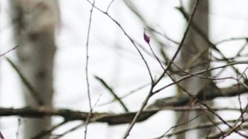 military-teargas-border