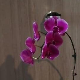 Photo: Instagram/yalitzaapariciomtz