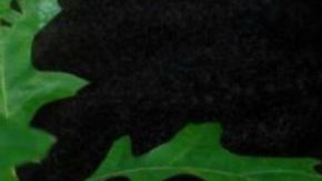 Dominican Haitian Conflict HipLatina