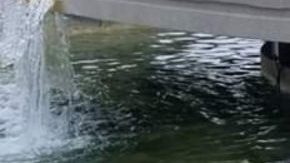 dna results hiplatina